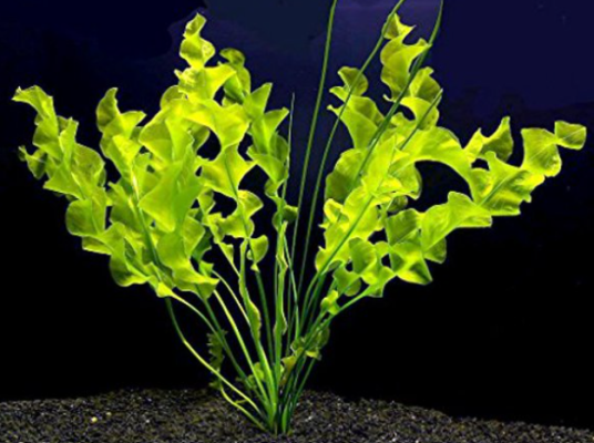 Aponogeton Ulvaceus Plant Care Information: Carpet, Floating, Propagation