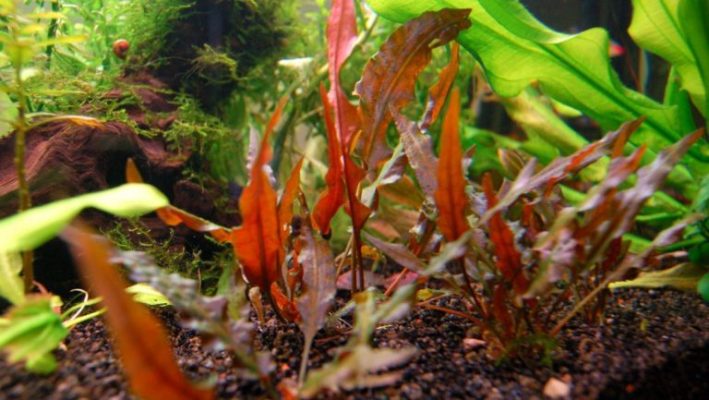 Cryptocoryne Wendtii Care Information – Carpet and Floating