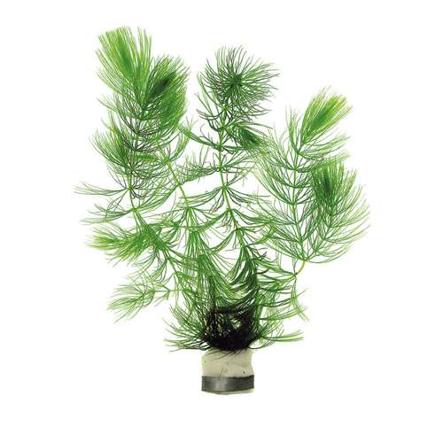 Hornwort Care and Repairs Info