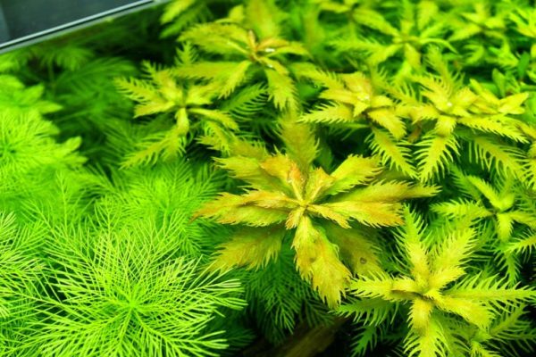 Proserpinaca Palustris Care Information – Carpet, Floating, Propagation