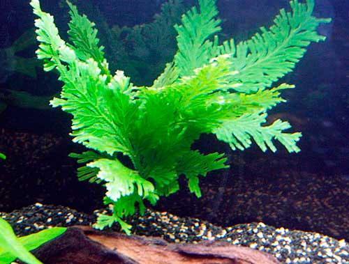 Peacock Fern: Full Data to Care, Reproduction, Tank Dimension